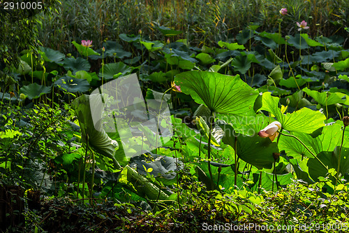 Image of Lotus green area pond