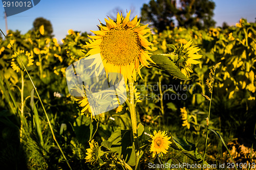 Image of Field of yellow sunflowers 