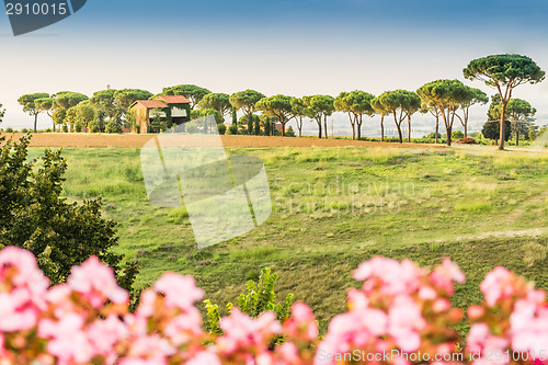 Image of Weeds on green view