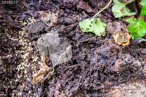 Image of Ant colonies in anthill