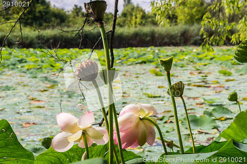 Image of Lotus green area pond