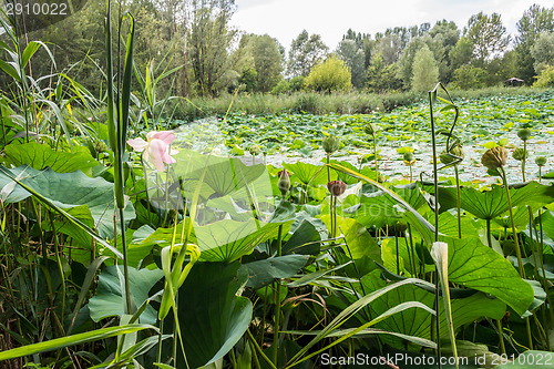 Image of Lotus green area pond