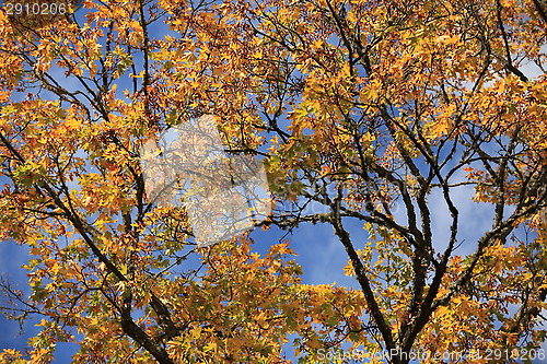 Image of maple leaves in autumn