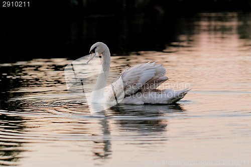 Image of Lonely swan