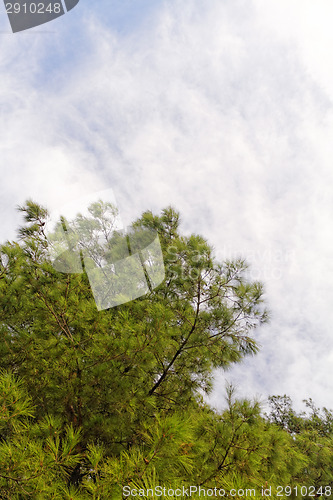 Image of Green tree