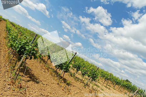 Image of Tokay grapes