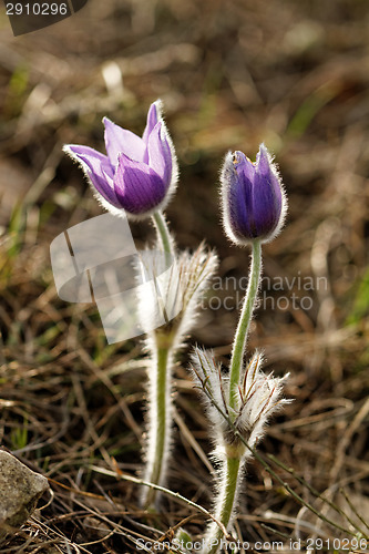 Image of Purple anemone