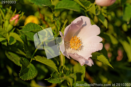 Image of Wild rose