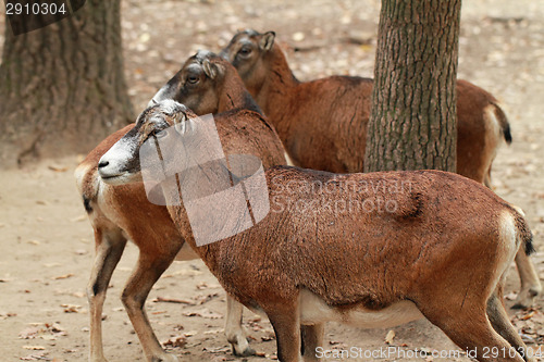 Image of Wild goat