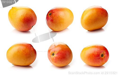 Image of Mango fruit