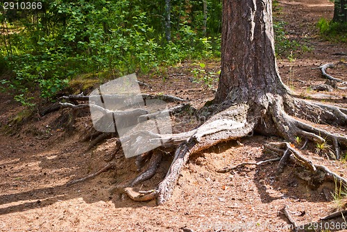 Image of The roots of the tree.