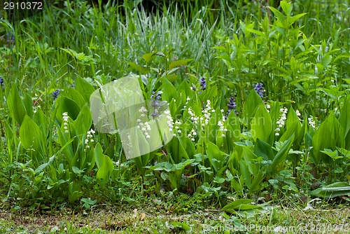 Image of Lily of the valley.