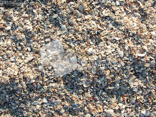 Image of The small broken cockleshells on a beach. Background.