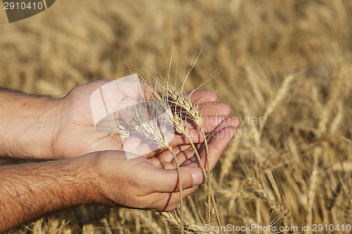 Image of Hands holding wheat