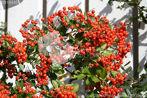 Image of Pyracantha berries