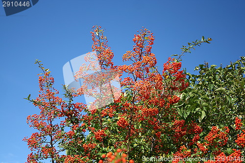 Image of Pyracantha berries