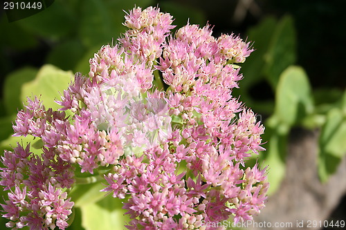 Image of Sedum plant with flowers