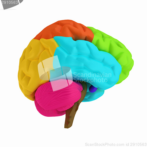 Image of Colorfull human brain