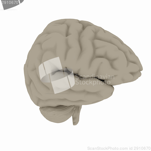 Image of Human brain