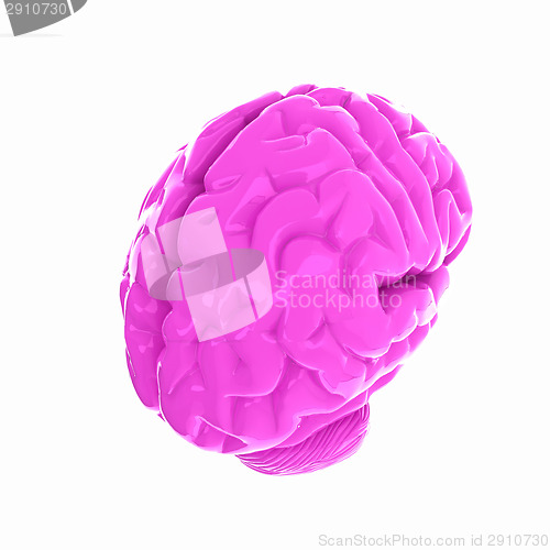 Image of Human brain