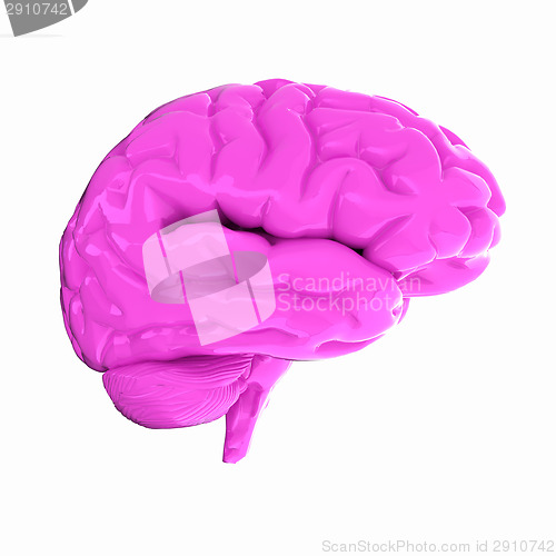 Image of Human brain