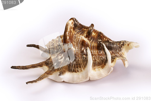 Image of Sea shell