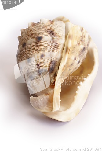 Image of Sea shell on white background