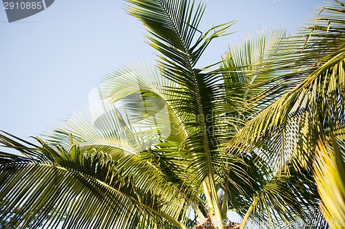 Image of palm tree over blue sky with white clouds