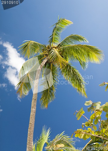 Image of palm tree over blue sky with white clouds