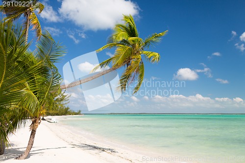 Image of tropical beach with palm trees