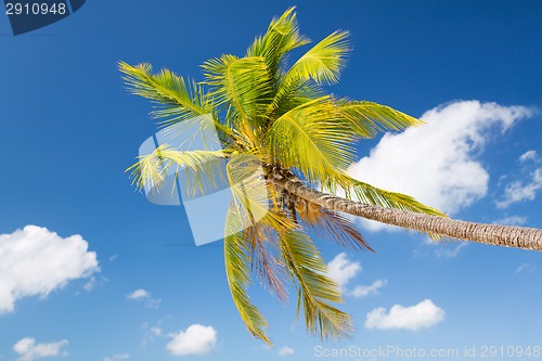 Image of palm tree over blue sky with white clouds