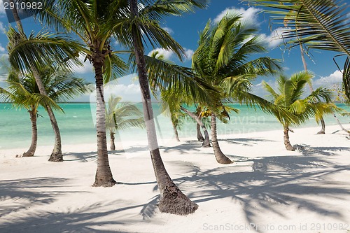 Image of tropical beach with palm trees