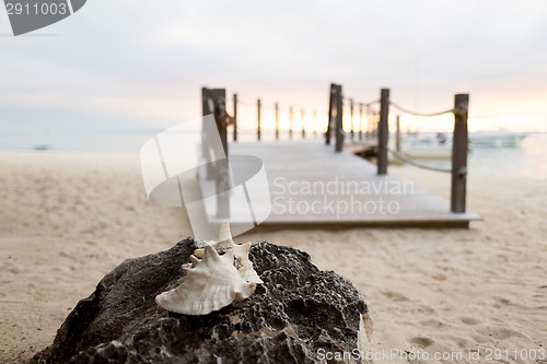 Image of close up of seashell on tropical beach