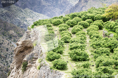 Image of Oman Saiq Plateau