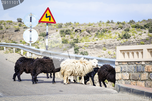Image of Sheeps Oman
