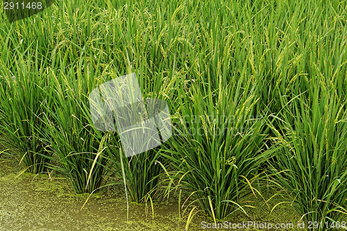 Image of Rice field 