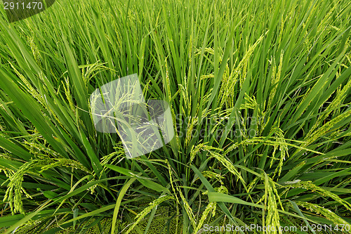 Image of Rice field 