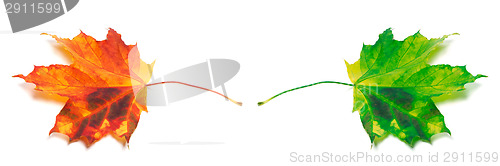 Image of Two maple-leafs orange and green