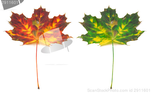 Image of Multicolor autumn maple-leaf