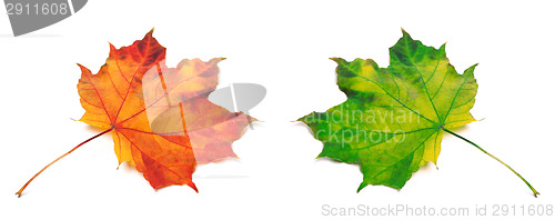 Image of Orange and green autumn maple-leafs