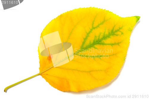 Image of Yellowed autumn poplar leaf