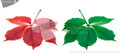 Image of Red and green leaves (Virginia creeper leaf)