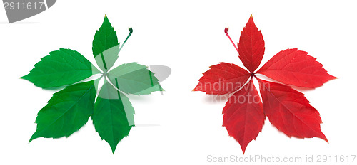 Image of Green and red virginia creeper leaves