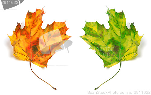 Image of Yellowed autumn maple-leafs