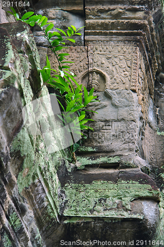 Image of Ta Prohm