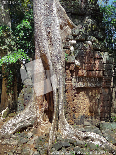 Image of Ta Prohm