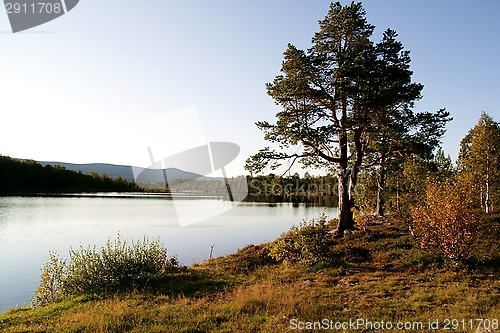 Image of Pine by a lake