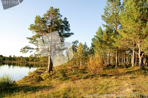 Image of Pine by a lake