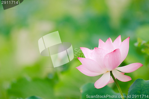 Image of Lotus flower