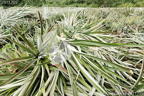 Image of Pineapple farm after harvest